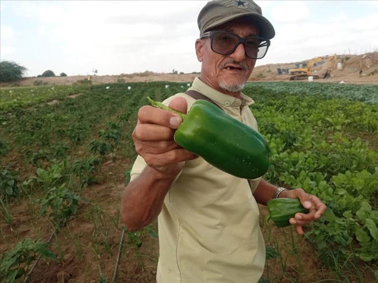 نجاح زراعة الملفوف والبيبار في أبين يفتح آفاقاً جديدة للمزارعين